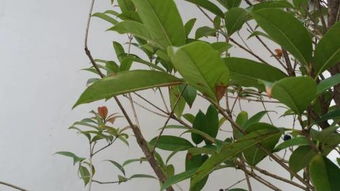 移植的金桂花树叶尖枯黄