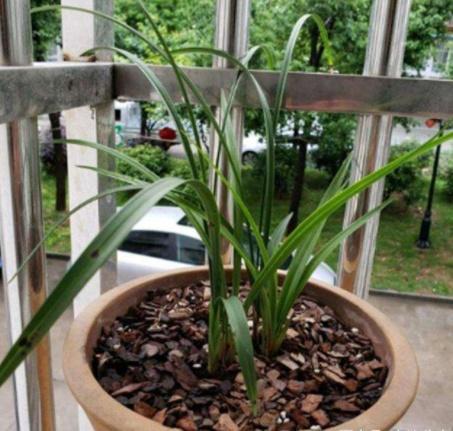 养兰花,盆里倒上3种料,把 根茎 养好,轻松养 爆盆 养花 植物 肉质根 网易订阅