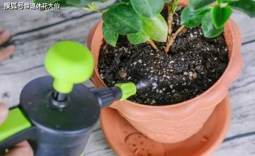 泥炭土浇水不下渗;泥炭土浇水浇不透