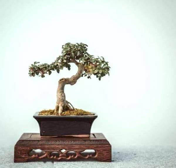 盆景换盆移植的十三个步骤,原来换盆移栽也能让盆景上一个档次