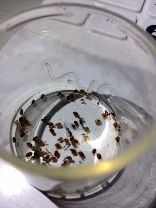 家里地板上墙壁上出现很多黑褐色的小虫 请问是什么虫 急