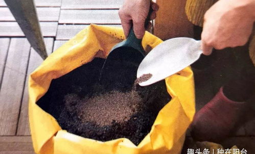 收获之后,盆土该咋办 添加一物,可配制出反复使用的营养土