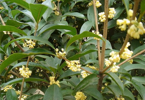桂花门前栽,贵人立门内 ,这四个地方不宜栽桂花树,要知晓