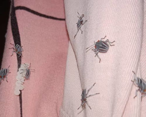 衣服上有小白虫图片