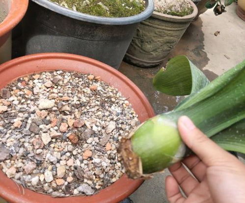 无根的君子兰怎么催根 纯净土 里放一放,小根冒得嗖嗖快
