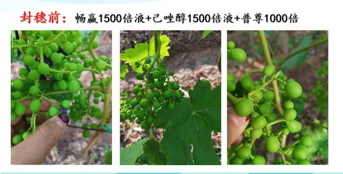 葡萄萌发到小幼果阶段管护关键技术