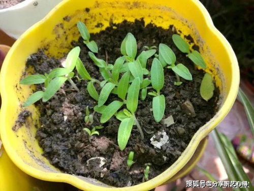西红柿这样种,好漂亮,简直美翻了 请欣赏