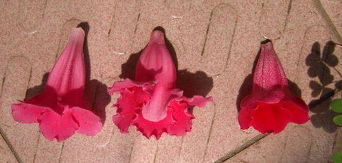 花盆土壤湿的叶子却干枯了—花盆土潮湿不干怎
