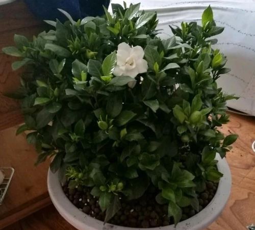 为什么卖花大棚里花土都干的不行了 花叶还是绿油油的呢