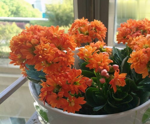 长寿花和野草一样,没人管也能长到开花,随手就能扦插一大片