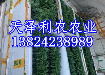 广州小楼菜花种苗订购,瓜类苗