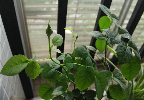 如何做到不花钱就能养好花 充分利用家中各种资源