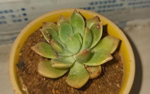 建筑用的沙子和纯颗粒栽种多肉有什么区别 二选一的话我选纯颗粒