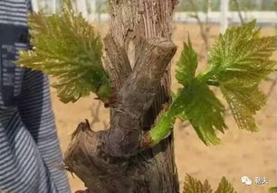 手把手教您学会葡萄修剪方法 附图 不懂速收藏