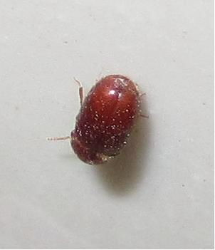 厨房出现小虫,还会飞,是什么