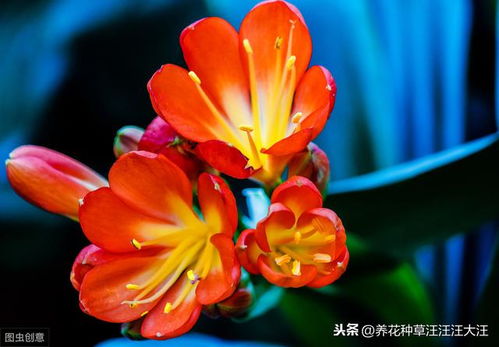 君子兰叶片边缘发黄干枯的五大原因,以及解决办法