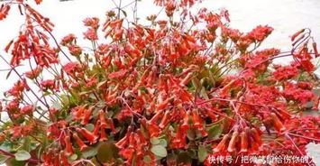 这种长寿花看多少次也不会厌,花开时挂满100个灯笼
