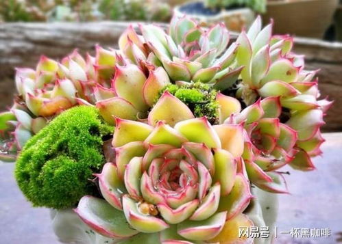 多肉植物营养土太贵 教你配制,这种方法最省钱