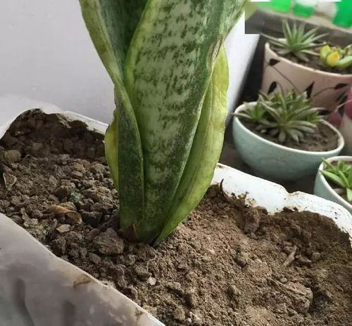 养花怎样知道花土是酸性还是碱性 记住这几个点就行了