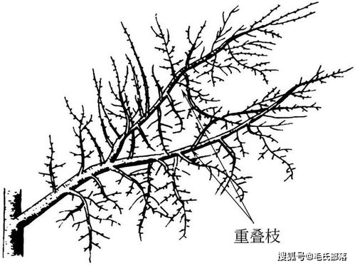 苹果树栽培技术 图说苹果树与修剪相关的各类枝名称