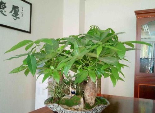发财树盆栽主干腐烂,不要慌 3步简单操作,就叫它恢复生机