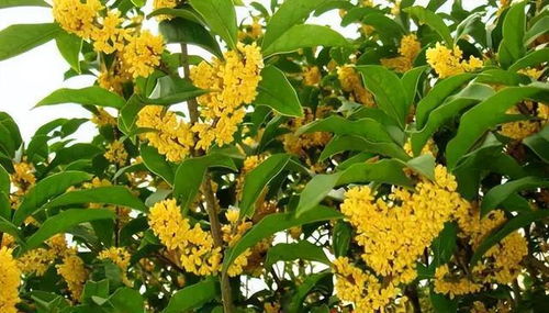 农村门前种植桂花树,有何说法 用什么方法能移除门前桂花树