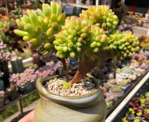 想让多肉植物长得又肥又美,撒上这种肥,迅速长胖养大