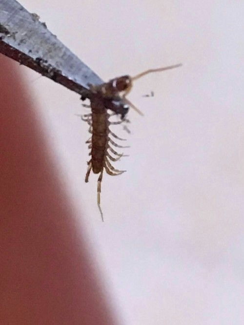 花土里有很多这样虫子,是什么虫子如图 怎么灭