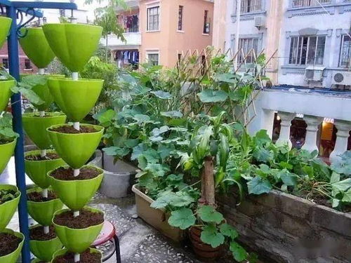 种菜的营养土多少钱一袋;种菜营养土的配制方法