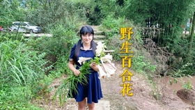 自家的红李子熟透了,下了几天的雨都烂树上了,给粉丝大哥邮寄几斤 酸甜可口 营养价值高