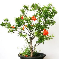 懂石榴,才能玩出漂亮的石榴盆景,进阶级的石榴栽培技术