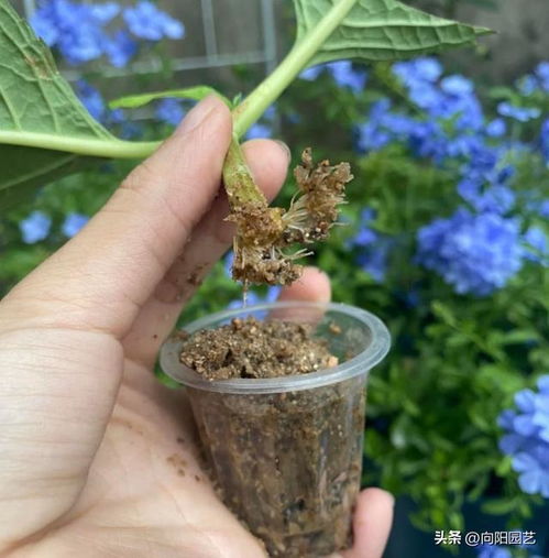 好用的沙土,养花的神器,沙土可以种万物,透水透气不烂根