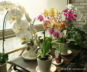 花盆里有小白虫子怎么办更好 小白虫消灭方法