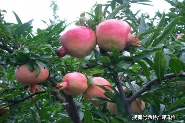 石榴为什么要打顶