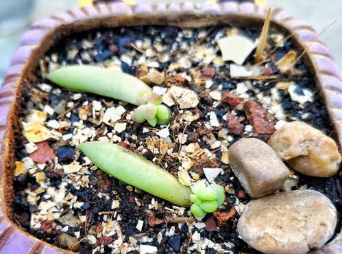 多肉配土,环境,植株大小不同,配土占比不同,土壤杀菌不能忽略