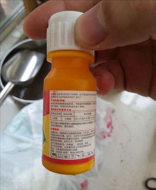 兰花生小飞虫,比蚊子苍蝇还讨厌 教你一招,几分钟就能全消灭