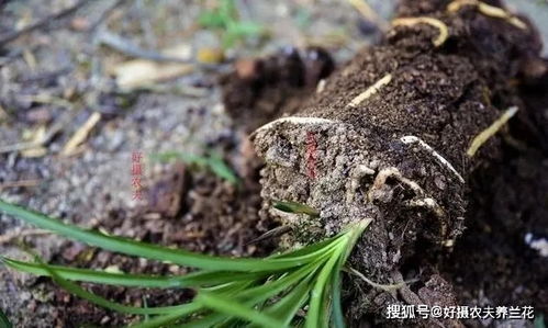 花卉土壤又粘又湿,养花最容易烂根,如何解决这个问题