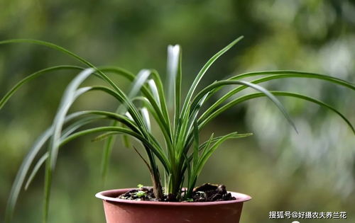 多菌灵浇根,可以防止和治疗兰花烂根吗 兰友常常这样做