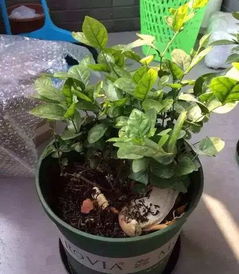 把凉茶水倒进花盆,究竟是好是坏呢 花卉该如何施肥