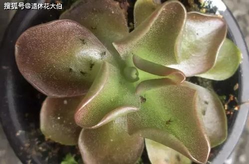 室内养花 当心空气不流通招惹来小黑飞 蚧壳虫 红蜘蛛哦