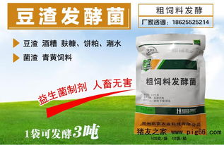 技术贴 益生菌发酵豆渣喂猪的方法