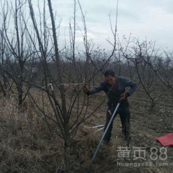 【8公分李子树报价】-黄页88网