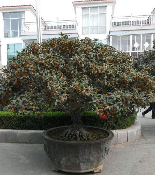 桂花的品种这么多,哪个品种好 选对了,香气满家,贵人到