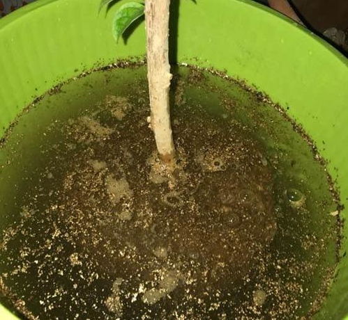 营养土渗出来的水是黄的_营养土上面一层黄色
