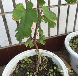 盆栽葡萄的养殖方法和注意事项