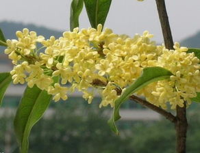桂花适合什么性质的土壤
