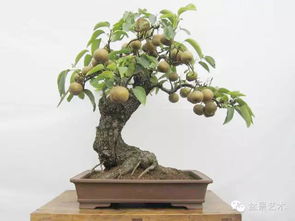 技巧 小型果树盆景生产养护