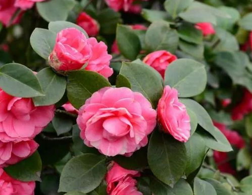 茶花为什么不能用营养土种—茶花不能用营养土