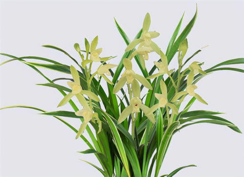 冬天养兰花,要正确浇水,小心伤了 根本 ,花期不开花