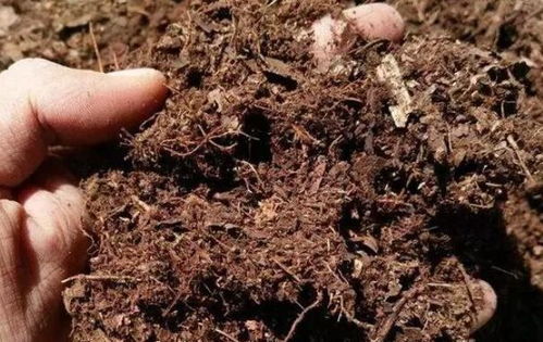 野外捡回的腐叶土,多加 这一步 ,绿植不烂根不长虫,花开满盆